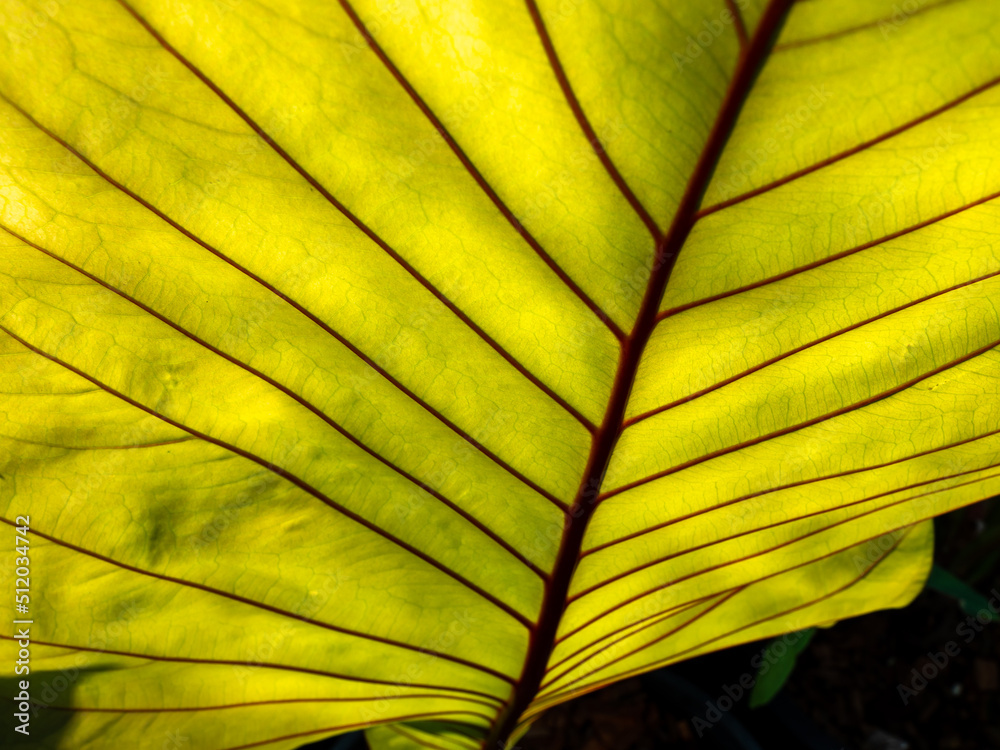 Wall mural abstract of texture of anthurium leaf