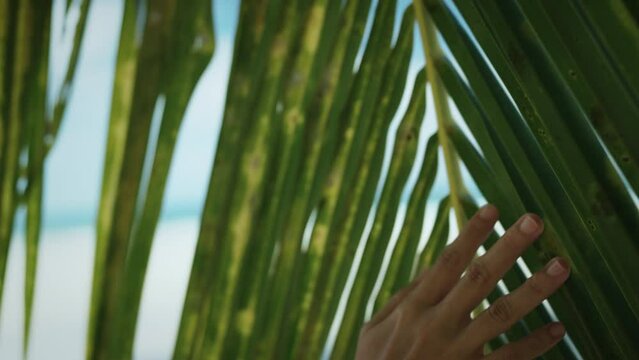 B roll - Close up woman hand gently touches the tropical coconut palm leaf swaying in the wind with sun light, Summer vacation concept, slow motion.
