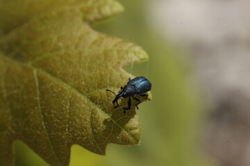 Bug on leaf