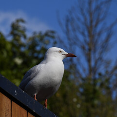 Obraz premium Side view of a silver gull, or seagull, perched atop a manmade structure while looking into the distance, with trees and blue sky in the background