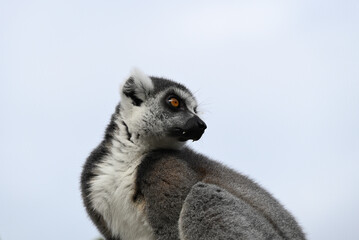 Alert ring-tailed lemur in an elevated position looking over its left shoulder, with fangs exposed