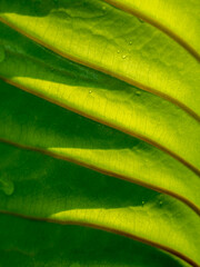 Leaf Lines are Arranged in Rows, Forming an Oblique Shadow