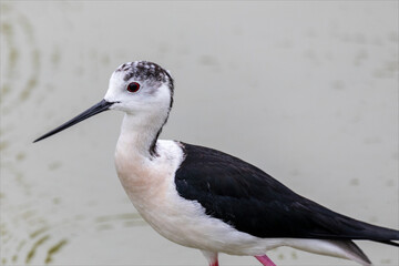 Primo piano di uccello acquatico bianco e nero, selvatico, cavaliere d'italia, Himantopus himantopus, mentre cammina sulla laguna del mare in una zona paludosa. 