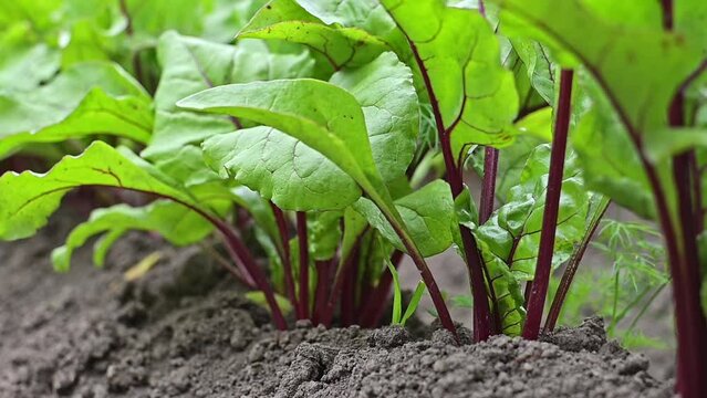 Red beet growing in soil. Fresh green leaves of beetroot. Row of green young beet leaves growth in organic farm. Close-up agricultural beet plantation. Selective focus
