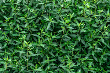 Nature background with fresh green leaves