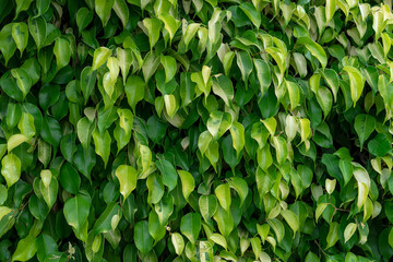 Nature background with fresh green leaves