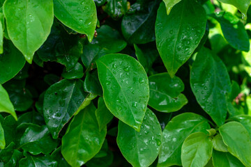 Green leaves with water drops