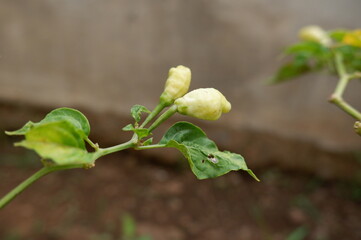 green chilli plant in garden