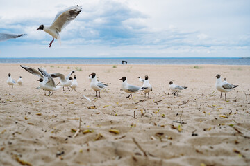 flock of sea gulls flying fighting for food on beach by the sea