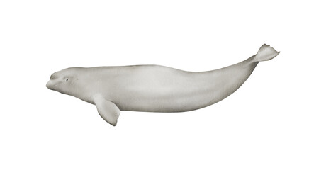 Hand-drawn watercolor beluga whale illustration isolated on white background. Underwater ocean creature. Marine mammal. Toothed whales animals collection