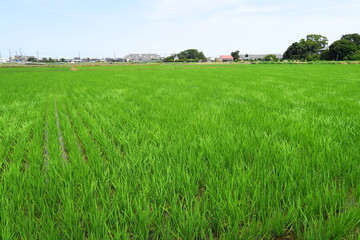 初夏の風に吹かれる近郊の青田風景