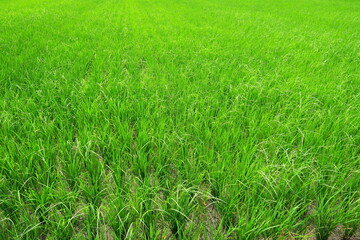 初夏の風に吹かれる近郊の青田風景