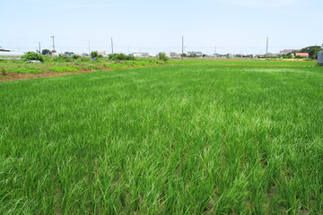 初夏の風に吹かれる郊外の青田風景