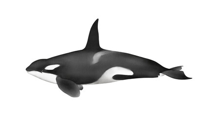 Hand-drawn watercolor killer whale illustration isolated on white background. Orca. Underwater ocean creature. Marine mammal. Toothed whales animals collection	 - obrazy, fototapety, plakaty