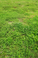 ウマゴヤシとシロツメクサとアカバナユウゲショウの咲く初夏の野原風景