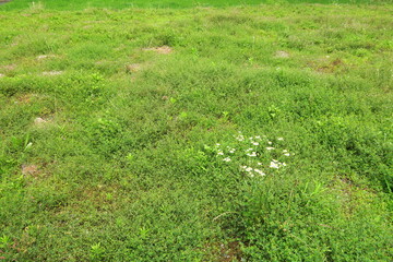 ウマゴヤシとヒメジョオン咲く初夏の野原風景