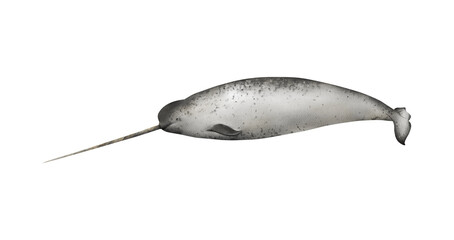 Hand-drawn watercolor narwhal illustration isolated on white background. Underwater ocean creature. Marine mammal. Toothed whales animals collection