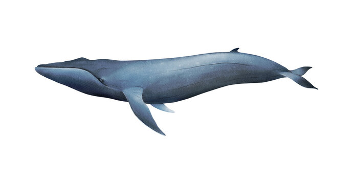 Hand-drawn watercolor blue whale illustration isolated on white background. Underwater ocean creature. Marine mammal. Baleen whales animals collection