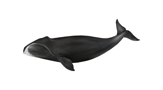 Hand-drawn watercolor bowhead whale illustration isolated on white background. Underwater ocean creature. Marine mammal. Baleen whales animals collection