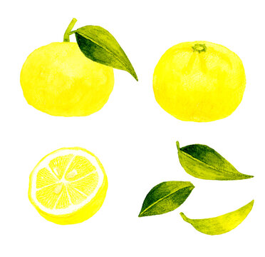 柚子 Images Browse 3 164 Stock Photos Vectors And Video Adobe Stock