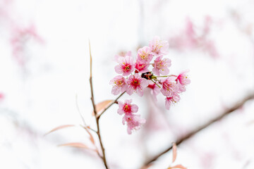 Blossom branch peach pink flowers or Phaya Suea Krong . cherry blossom.
Wild Himalayan Cherry, scientific name prunus cerasoides, is a plant that belongs to the genus Prunus.