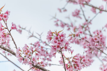 Blossom branch peach pink flowers or Phaya Suea Krong . cherry blossom.
Wild Himalayan Cherry, scientific name prunus cerasoides, is a plant that belongs to the genus Prunus.