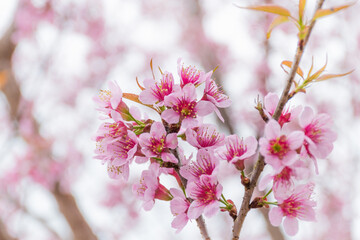 Blossom branch peach pink flowers or Phaya Suea Krong . cherry blossom.
Wild Himalayan Cherry, scientific name prunus cerasoides, is a plant that belongs to the genus Prunus.