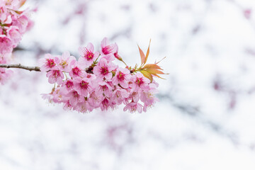 Blossom branch peach pink flowers or Phaya Suea Krong . cherry blossom.
Wild Himalayan Cherry, scientific name prunus cerasoides, is a plant that belongs to the genus Prunus.