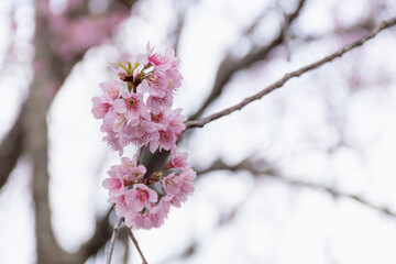 Blossom branch peach pink flowers or Phaya Suea Krong . cherry blossom.
Wild Himalayan Cherry, scientific name prunus cerasoides, is a plant that belongs to the genus Prunus.