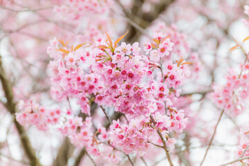 Blossom branch peach pink flowers or Phaya Suea Krong . cherry blossom.
Wild Himalayan Cherry, scientific name prunus cerasoides, is a plant that belongs to the genus Prunus.