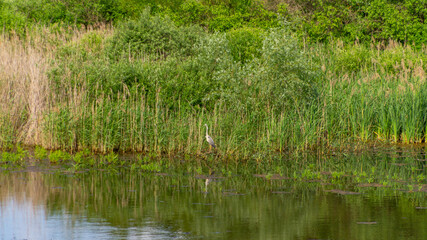 Forest and forest lakes in Samarskaya Luka National Park!