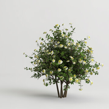 3d illustration of shrub with flowers isolated on white background