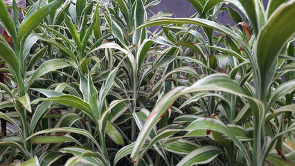 Lucky bamboo plant with white lines on the edges of the leaves