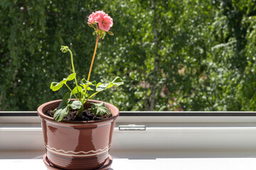 An unpretentious pink pelargonium grows in a ceramic pot on the windowsill.