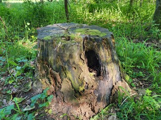 Nature in the forest - tree 