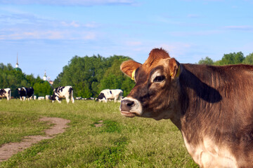 Portrait of a brown cow. Muzzle of a grazing cow close-up