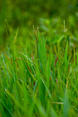 Fresh green grass background 