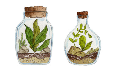 Watercolour illustration Set of Green plants in glass bottle. Clip art. 