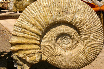 Fosil.Collado de Tizi n´Tichka. Cordillera del Atlas. Marruecos. Magreb. Africa.