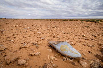 Fototapeta na wymiar alpargata magrebi perdida en el desierto, valle del Muluya. Atlas medio. Marruecos, Africa