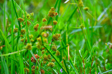 Fresh green grass background 