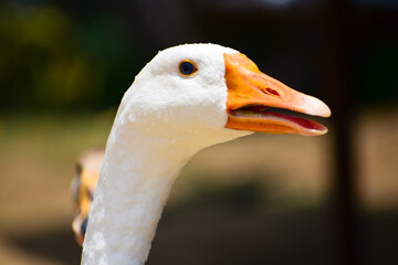 Beautiful Swan bird beak and blur background.