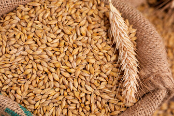 barley grain on the wooden background