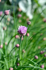 Chives flower