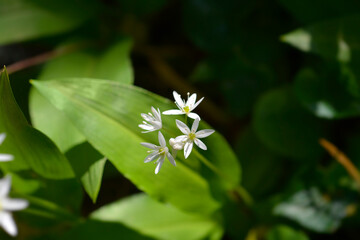 Wild garlic