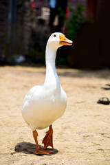 Beautiful Swan bird beak and blur background.