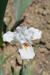 Obraz premium Intermediate bearded iris I'll Be Back
