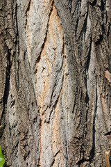 Lombardy poplar