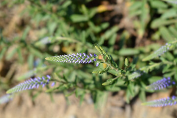 Dwarf Spiked speedwell Blue Carpet