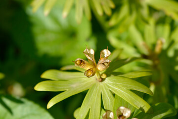 Obraz premium Winter aconite